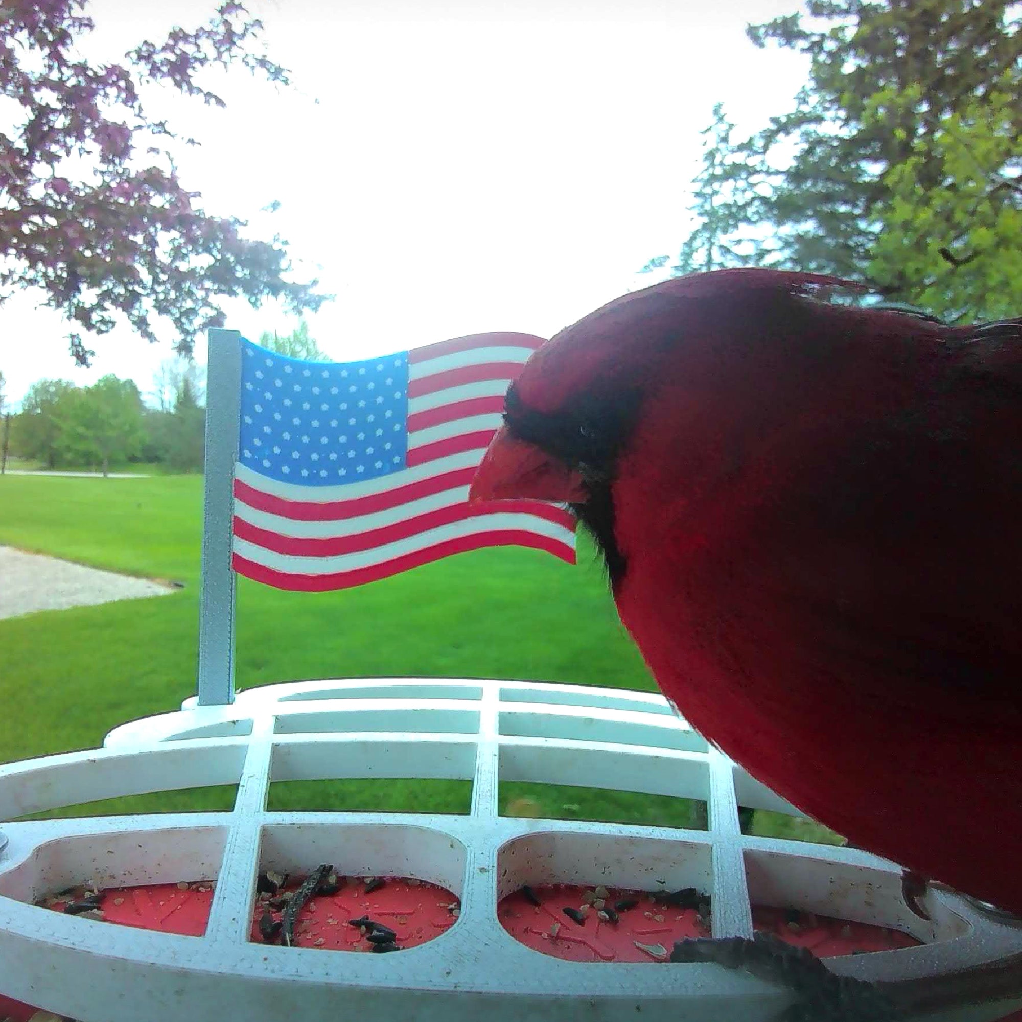 American Flag Bird Buddy Extender