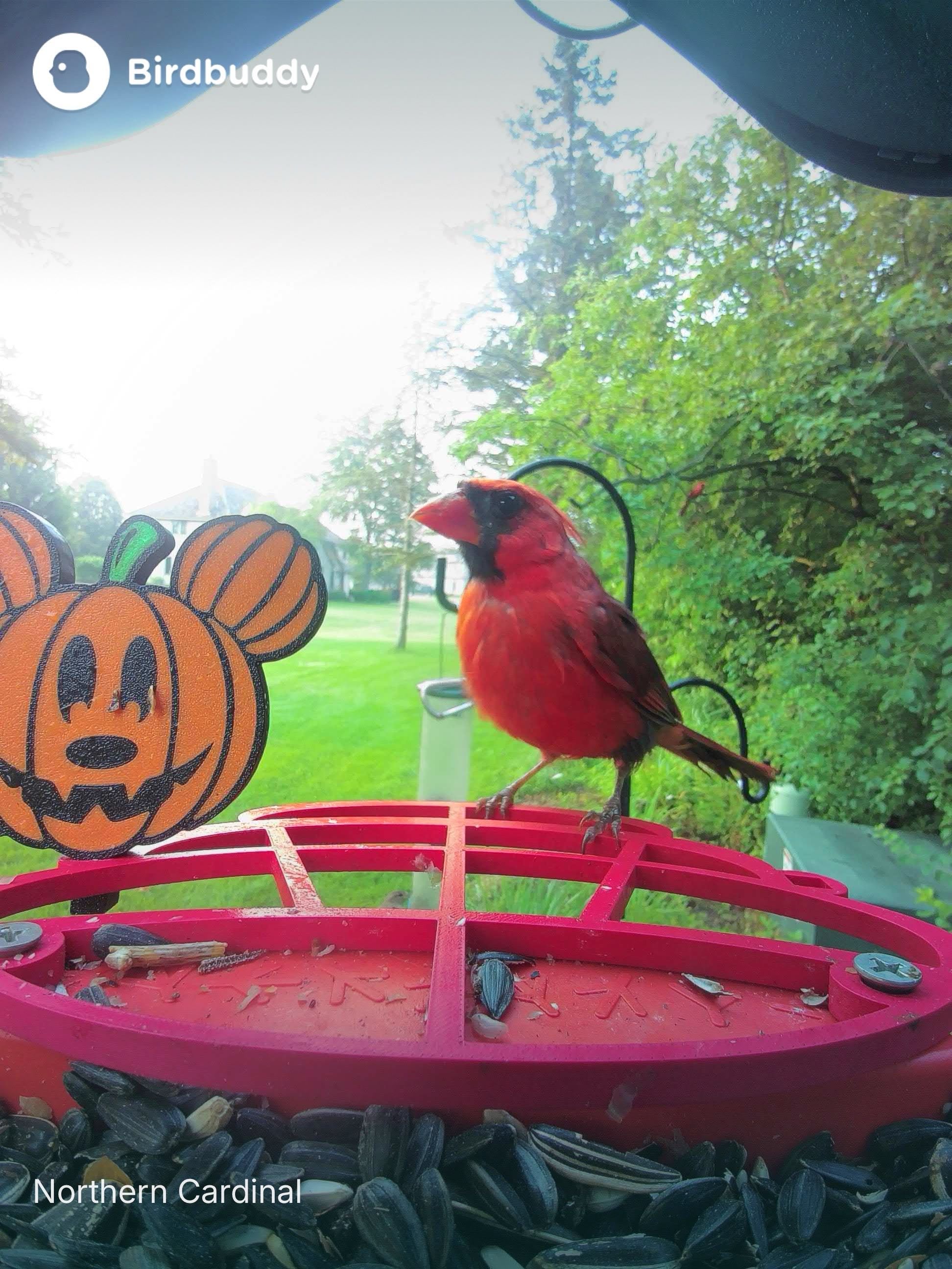 Mickey Mouse Pumpkin Bird Buddy Extender