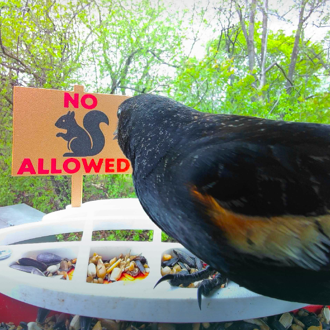 No Squirrels Allowed Bird Buddy Extender