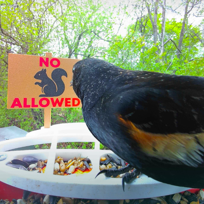No Squirrels Allowed Bird Buddy Extender