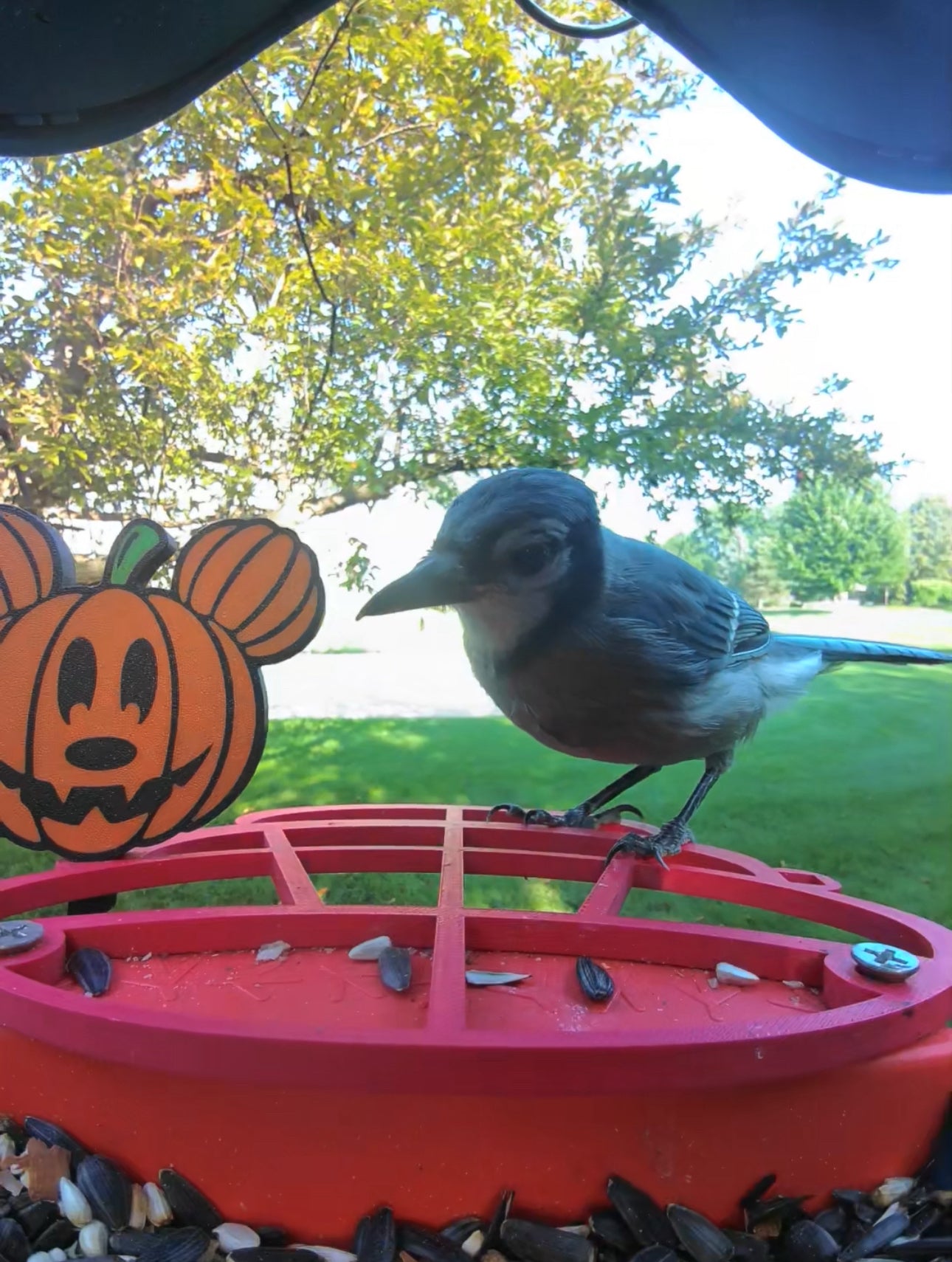 Mickey Mouse Pumpkin Bird Buddy Extender