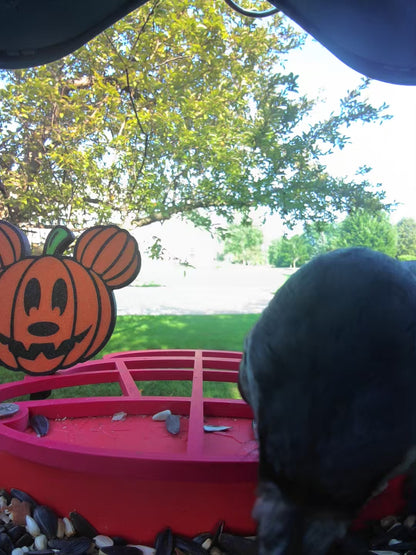 Mickey Mouse Pumpkin Bird Buddy Extender